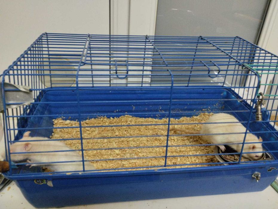 продам ручных крыс