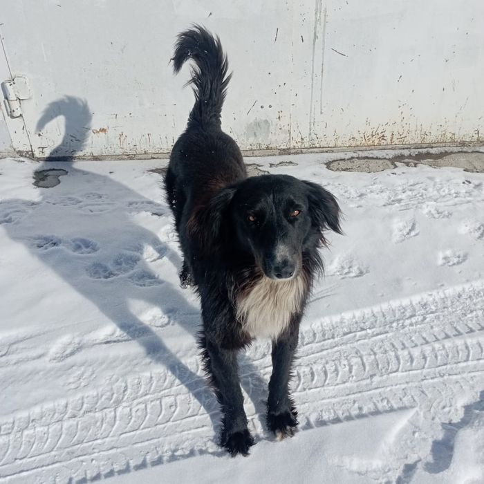 Щенки в добрые ответственные руки