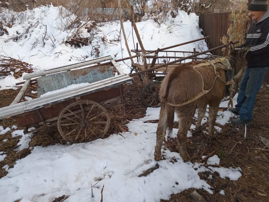 Продам ишак и велосипеды