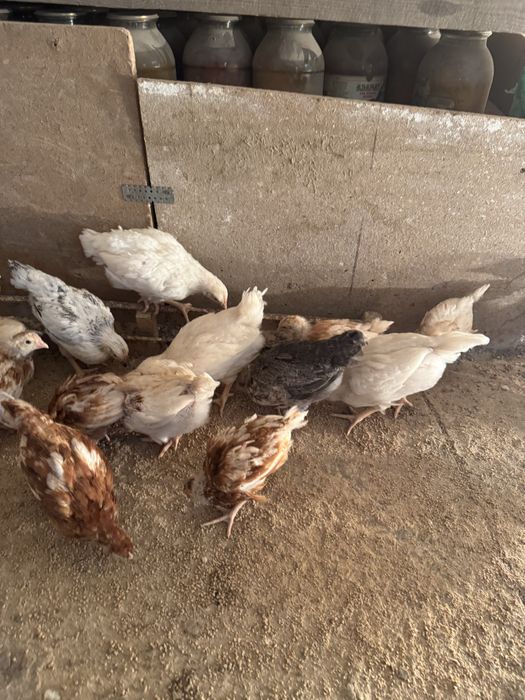 Цыпленки двух месячные