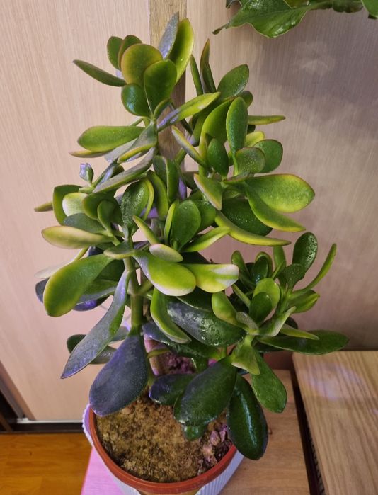 Продаётся цветок Денежное дерево