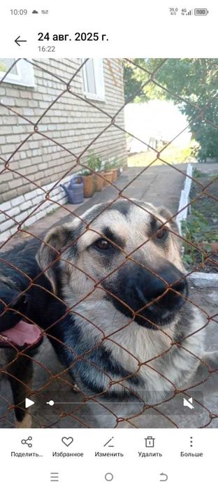 Пропал пес. Помогите найти!