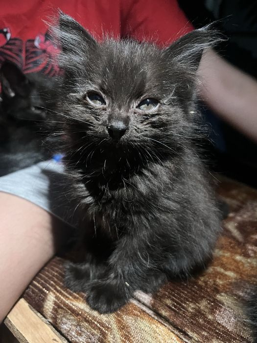 котенок девочка 3-4 месяца