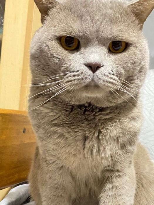 Вислоухие котята шотландские
