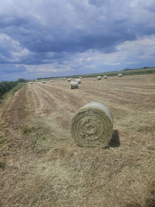Рулонни бали овес със зърното