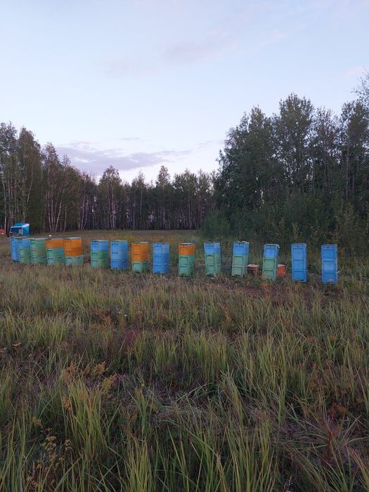 Мед натуральный, с собственной пасеки