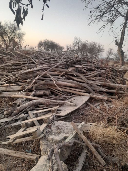 Кунда утин боладигон