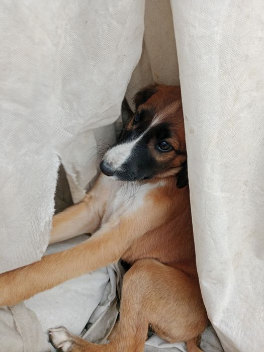 Тазы чистокровные