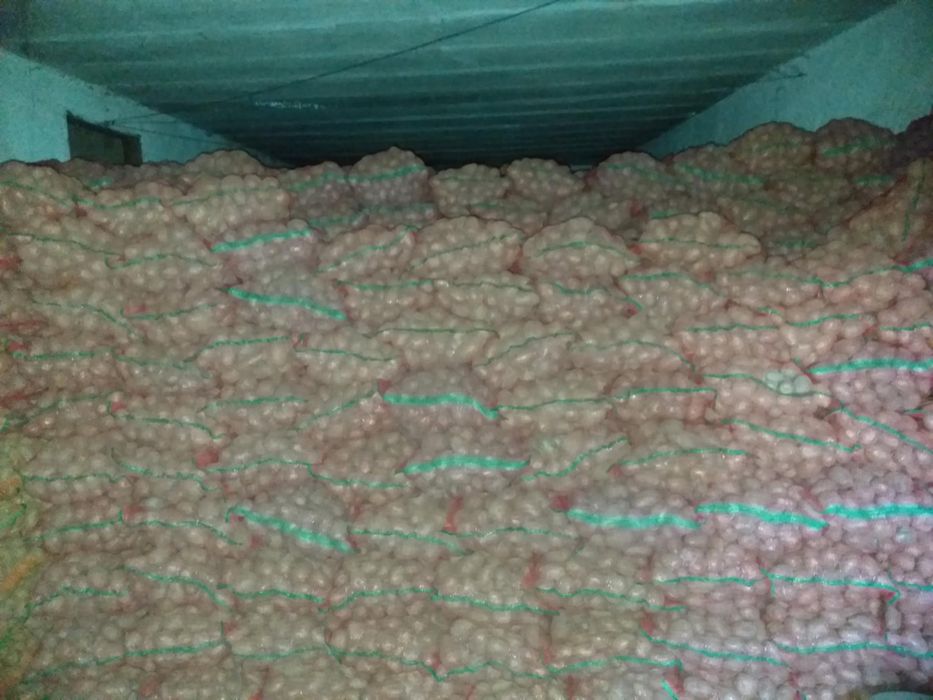 Vand cartofi consum Bellarosa