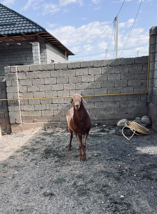 Қошқар 2 жас САТЫЛАДЫ