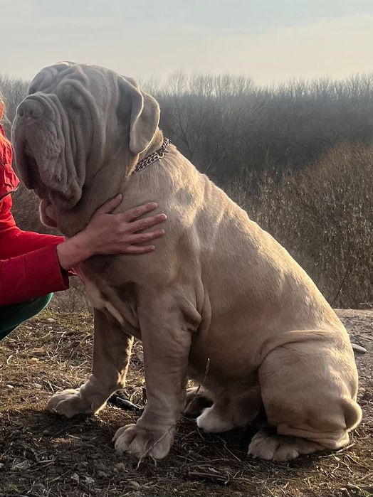 Мастино наполетано