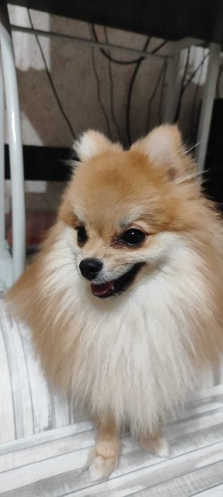 Ищем девочку для вязки