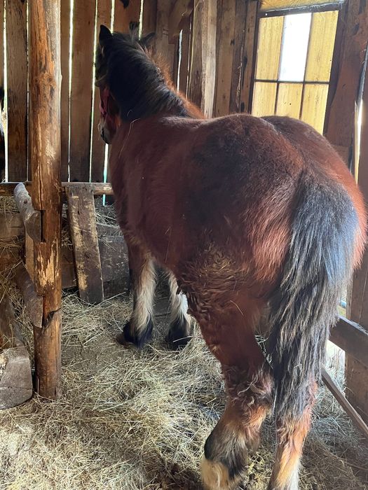 Mânz armăsar 10 luni