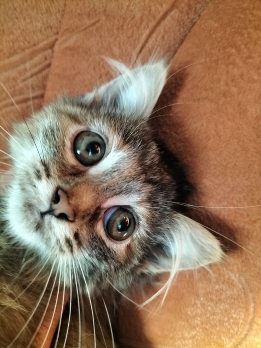 Отдам котенка в добрые руки