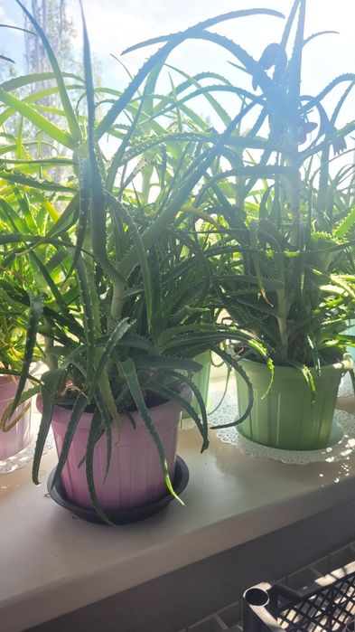 Лечебный алое. 5 л.