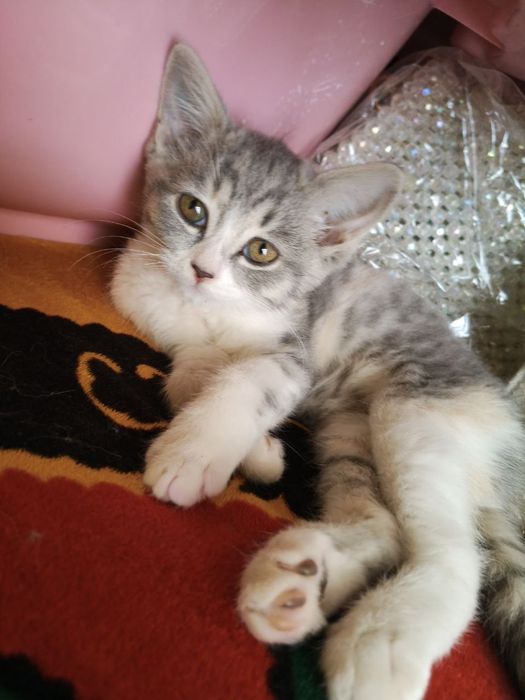 Mushuk sotiladi koshka