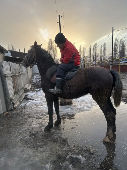 Продам Орловский рысак иноходец