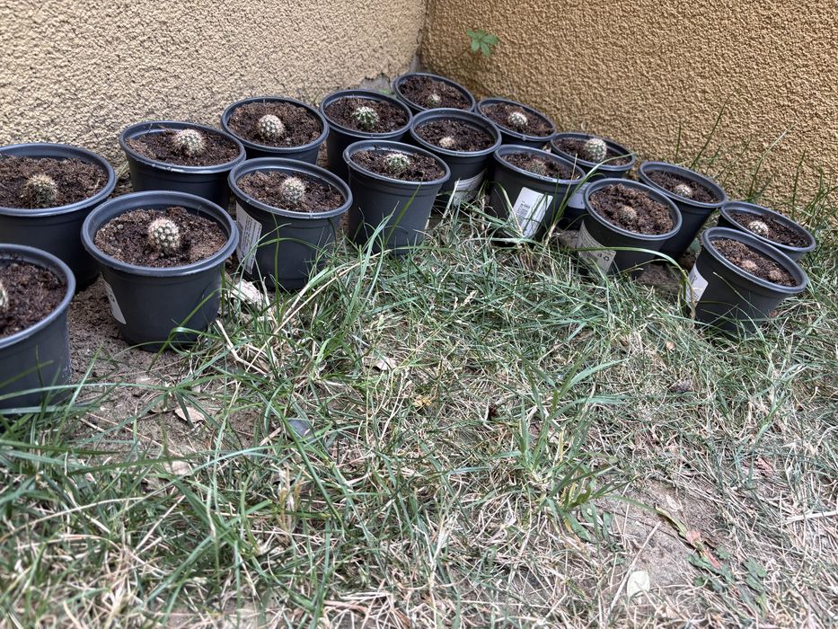 Бебета кактуси Echinopsis