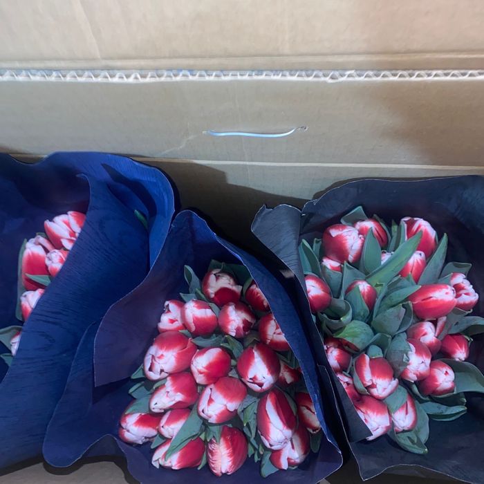 Тюльпаны свежие