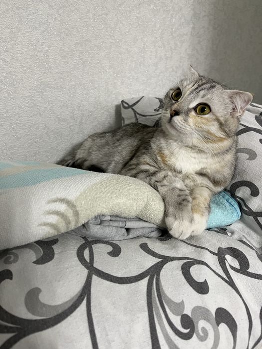 Отдам кошку в хорошие руки