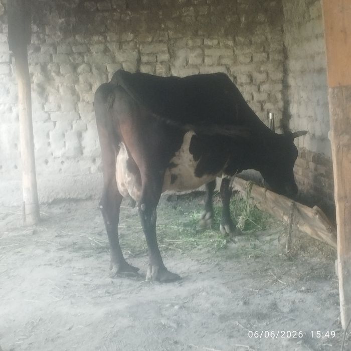 Uy hayvonlari dehqonchilik