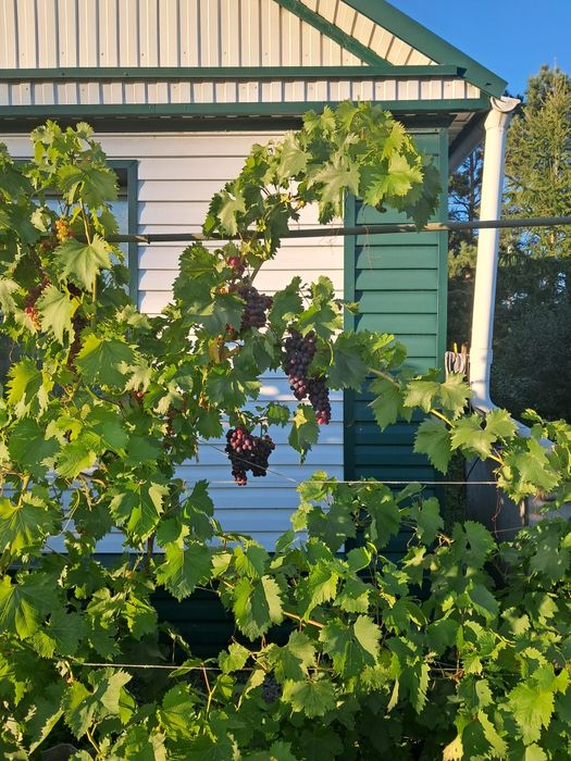 Продам дом в Бишкуле