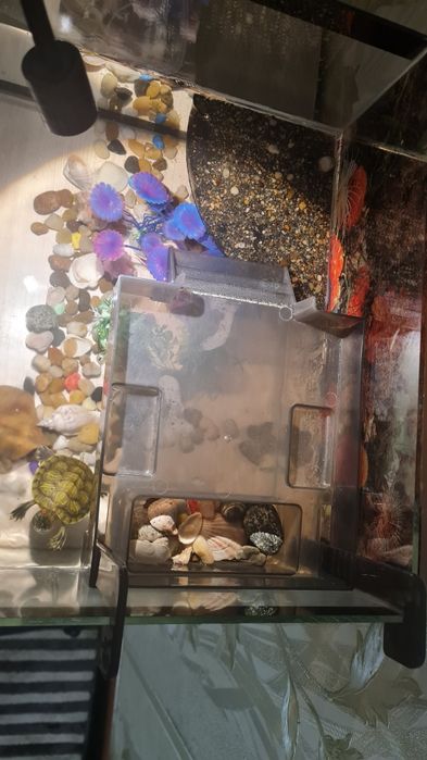 Красноухие черепахи