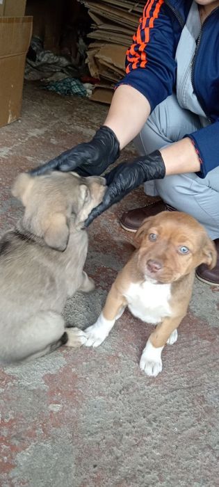 It bolalari bor tekinga bervoraman 6 ta