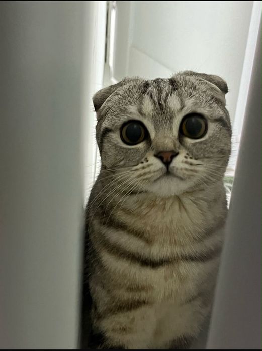 Продам породистых котят