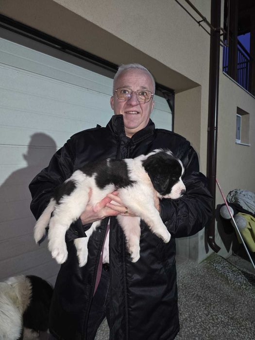 Vind catei Ciobanesc de Bucovina