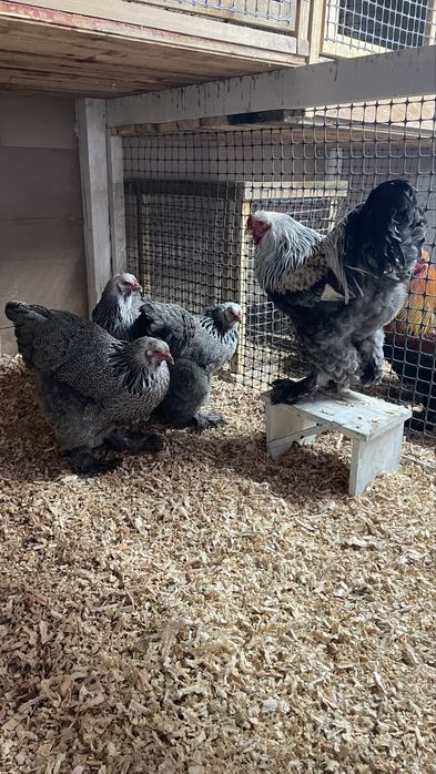 Инкубационные яйца Брама.