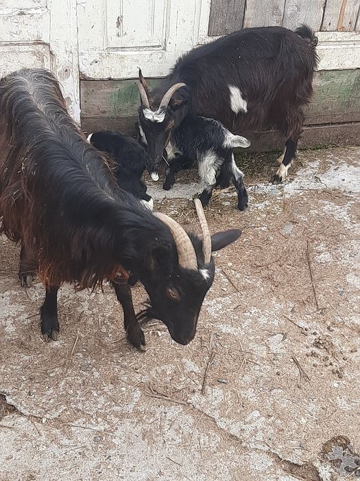 Vand 2 capre  bune de lapte și iezi, blânde și frumoase