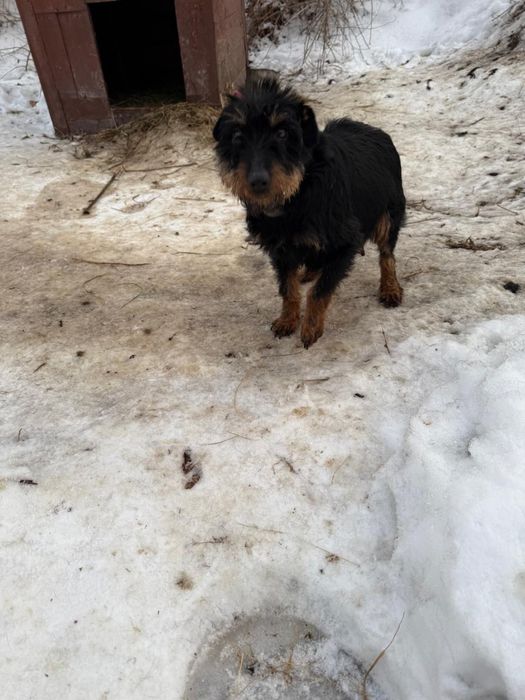 Продается ягдтерьер