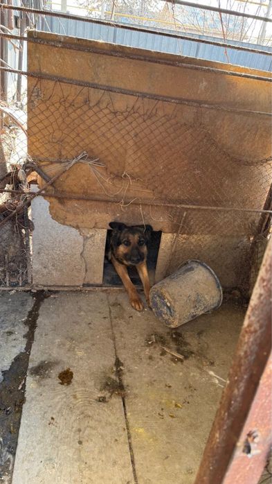 Немецкая овчарка девочка