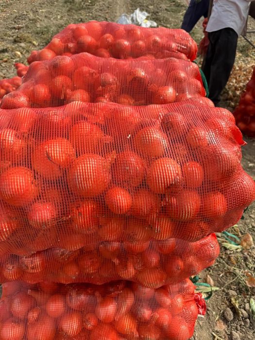 Лук репчатый урожай 2025