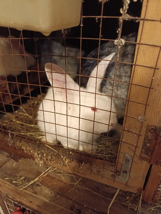 Продам крольчат породы великан