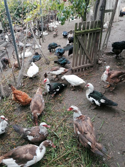 Rațe mute  de vânzare