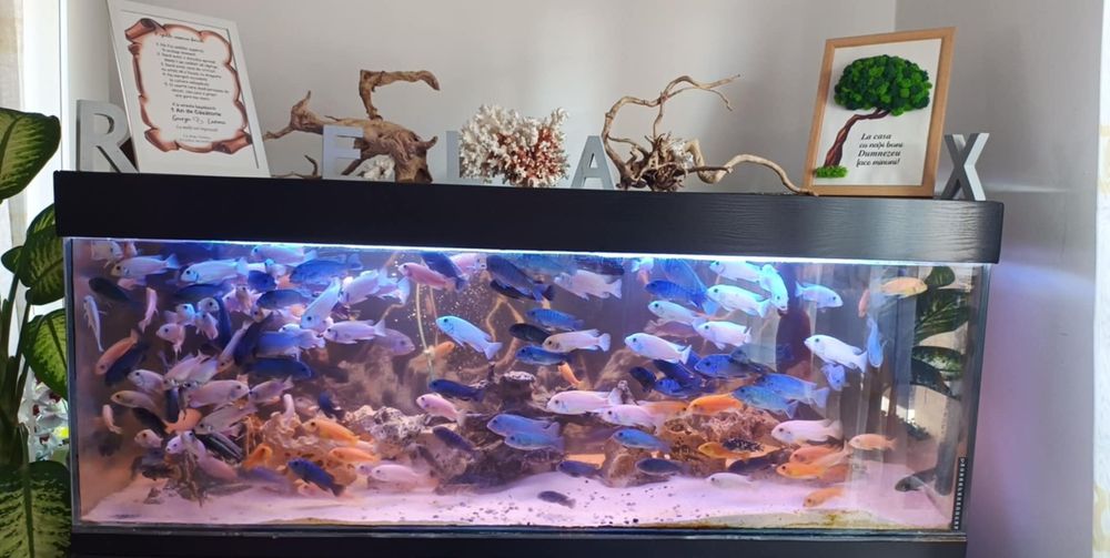 Vând sau schimb acvariu 400 litri  complet echipat