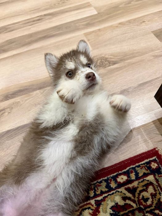 Haski sotayman qiz 2oyli