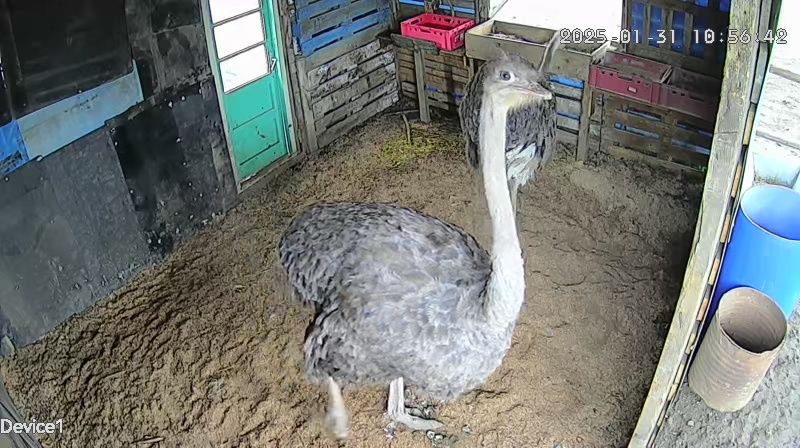 vand oua de strut 100de lei buc la peste 5 buc ee 70 de lei