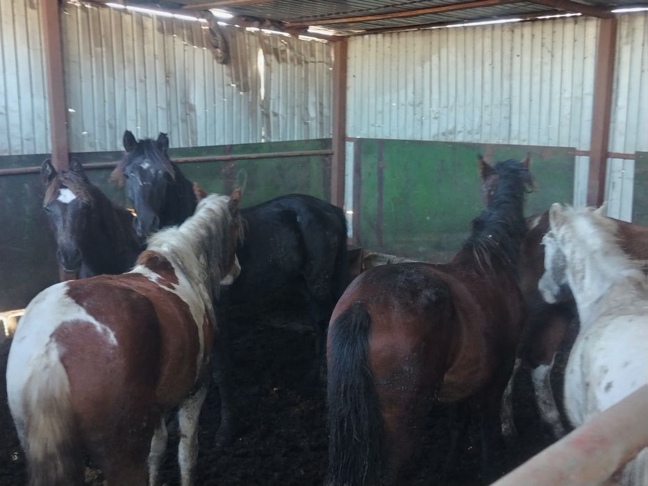Продам тайлар, кунандар, байтал с откорма