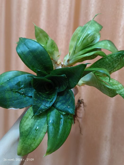 Сансевиерия Ханни