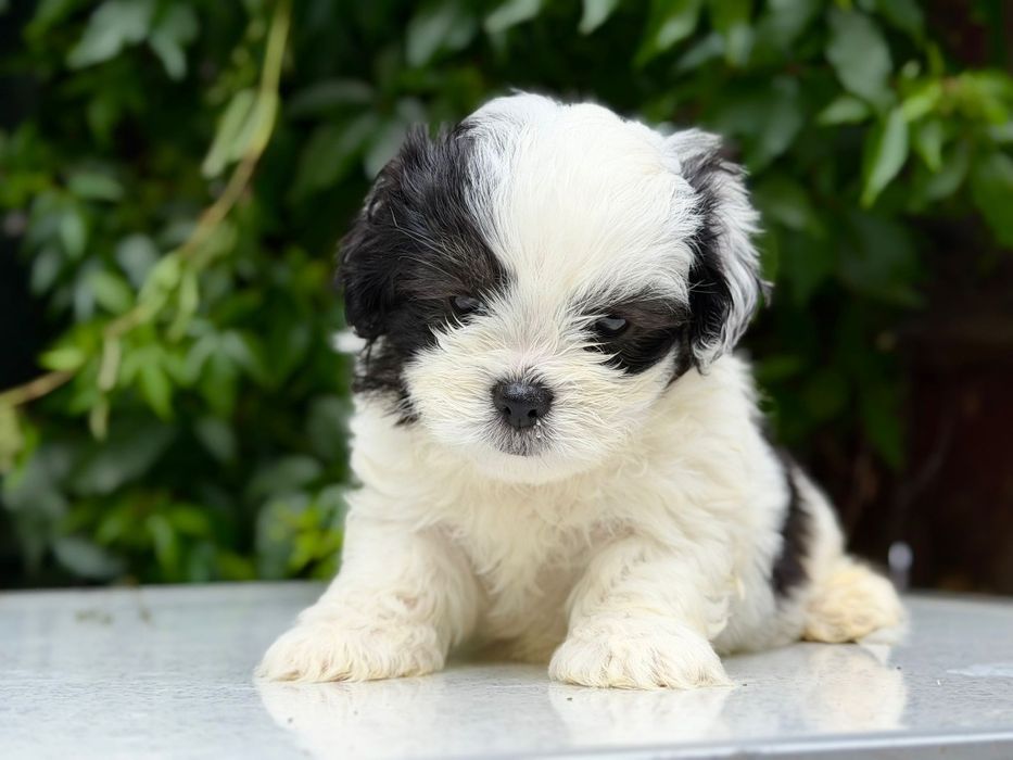 Mascul Shih Tzu, exemplar deosebit!