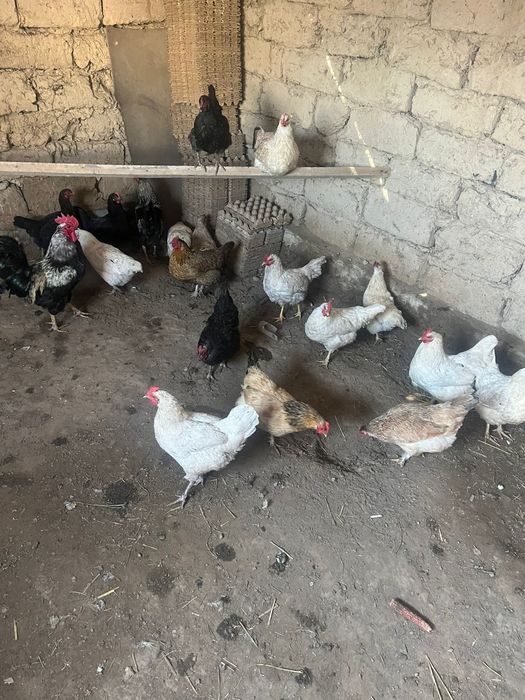 Куры домашние куры