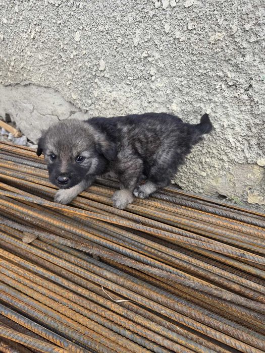 catei mici rasa maidanezi