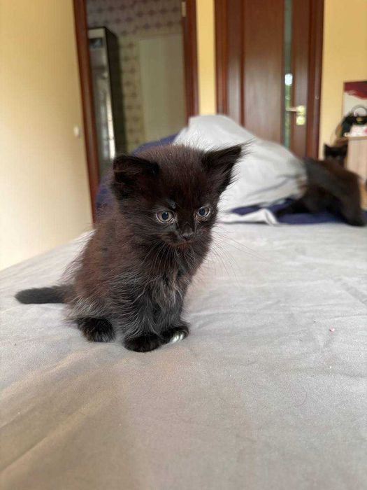 Отдам котят в добрые руки