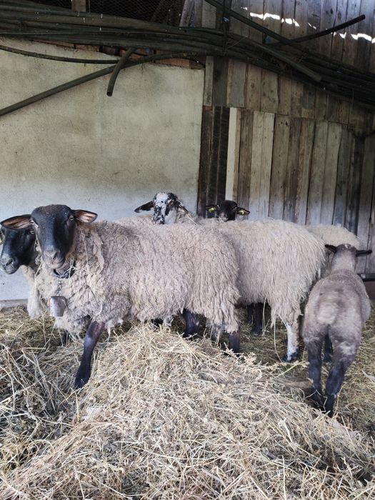 Oi de vânzare ,zona Cluj