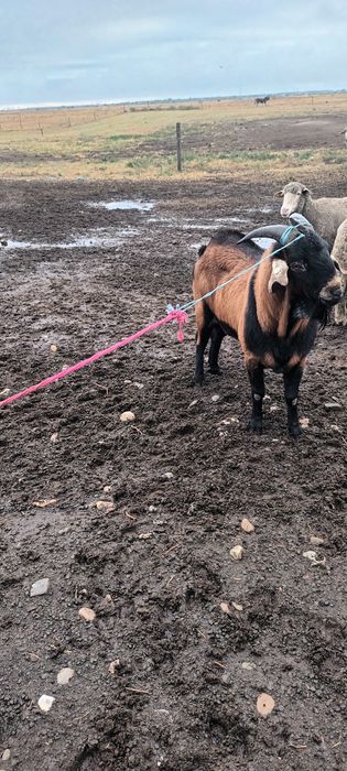 Vând țap alpin francez