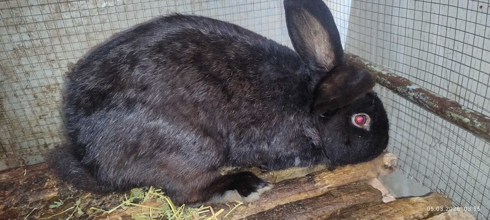 Quyon sotiladi (sames)