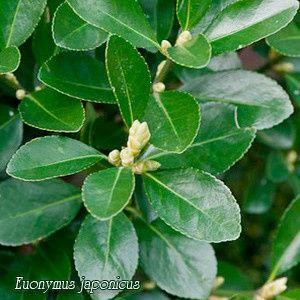 Бересклет японський Грандифолиус доставка есть